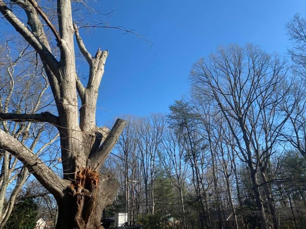 Images God's Way Tree Service