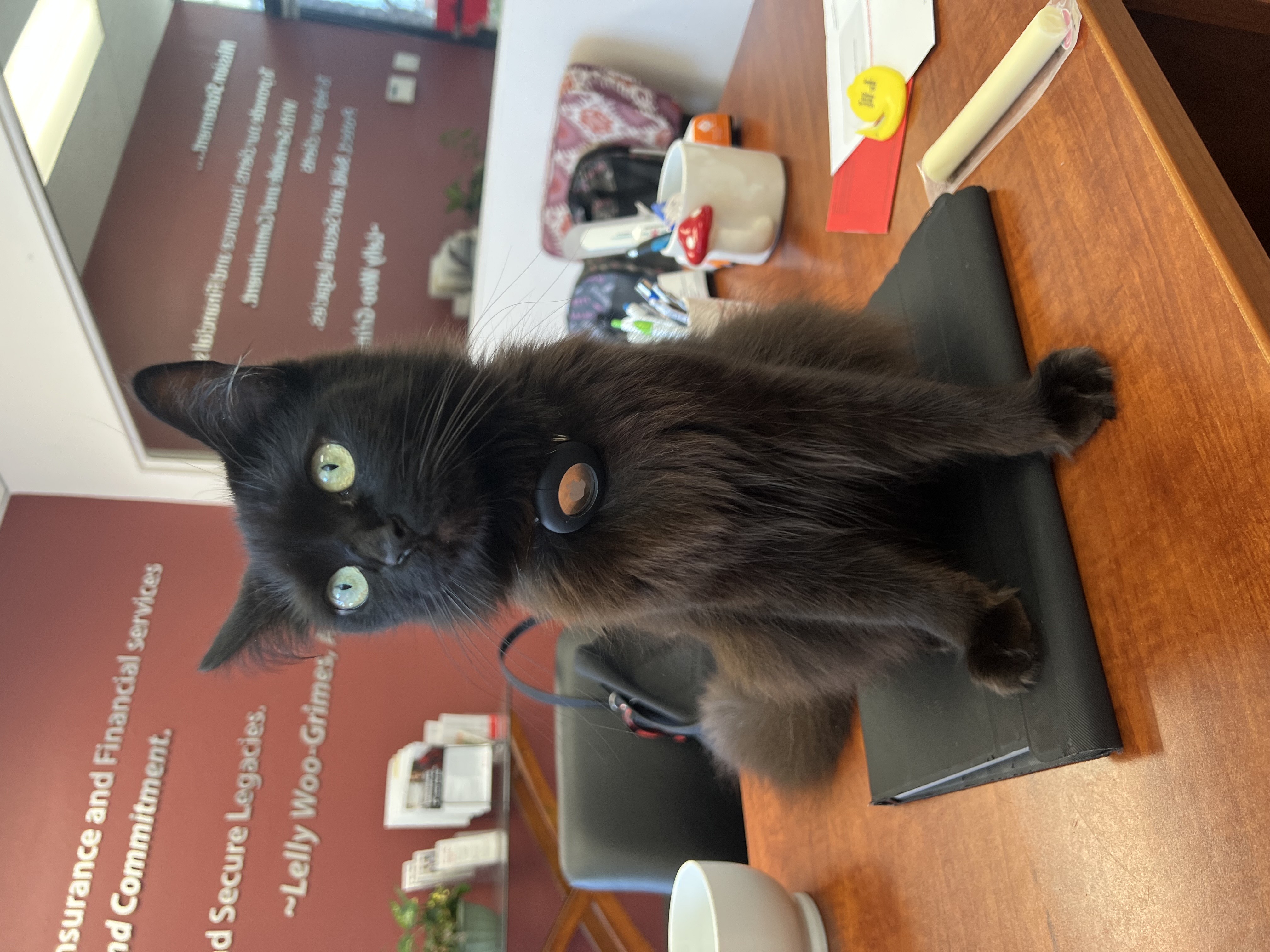 Covered from whiskers to tail&mdash;are you covered too? Call Lelly Woo-Grimes office to talk about Life Insurance today!