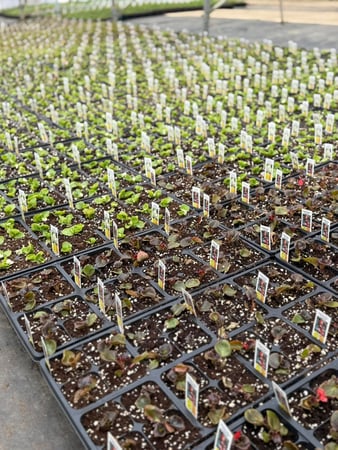 Images Von Thun Farms