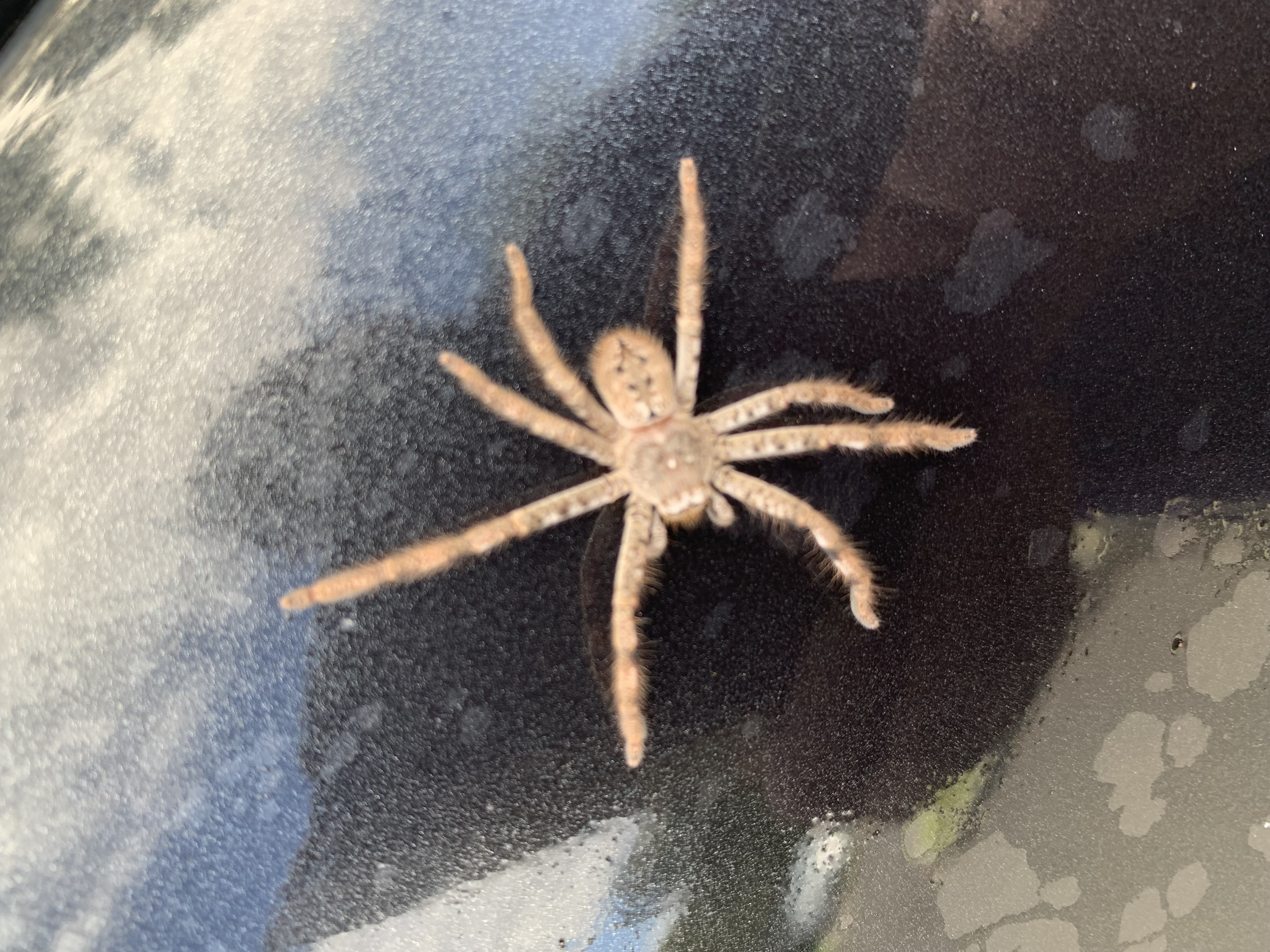 Images Buzz Me Pest Control