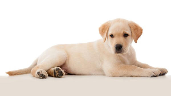 Images Primeras Hunddagis