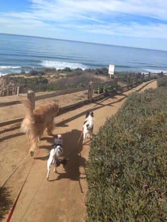 Images Del Mar Doggers dog walking, dog sitting, overnight stays