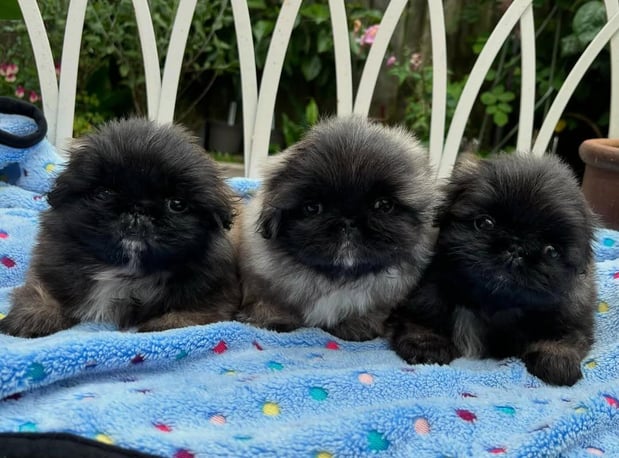 Images Puppies For Sale