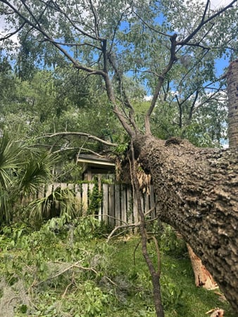 Images Magana Tree Service