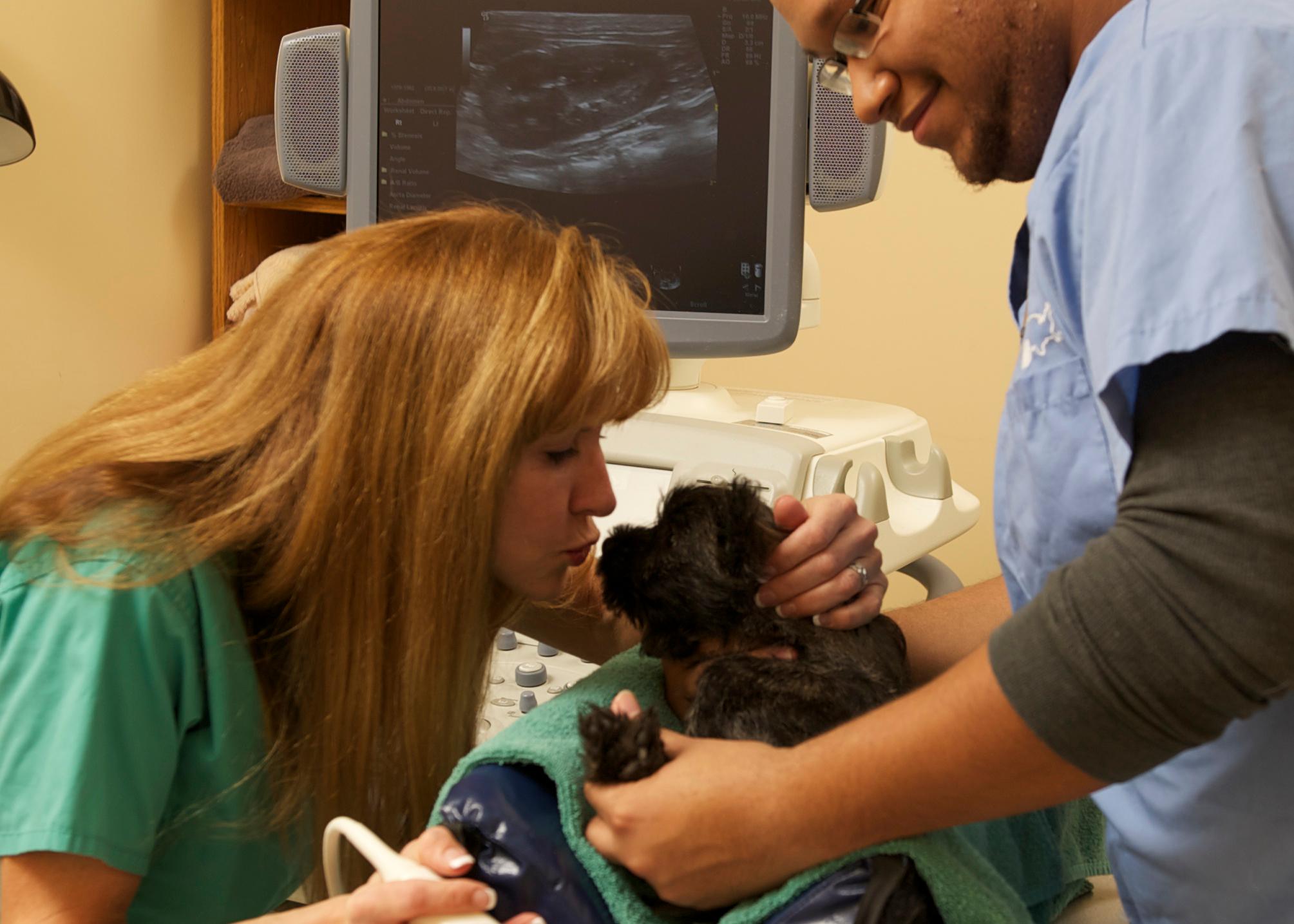Image 10 | VCA SouthPaws Veterinary Specialists & Emergency Center