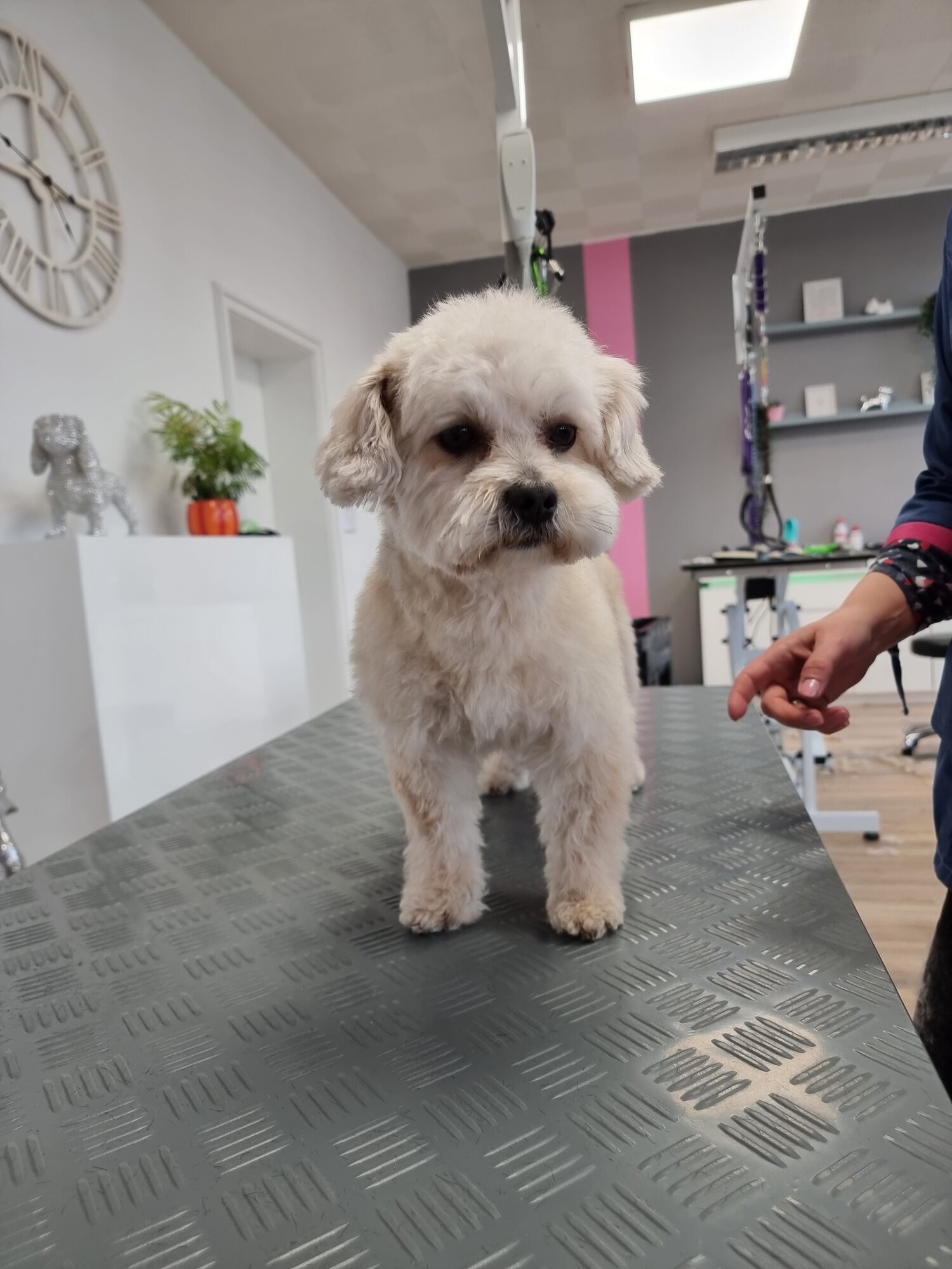 Mellys Hundesalon, Böwerweg 14 in Wittbek