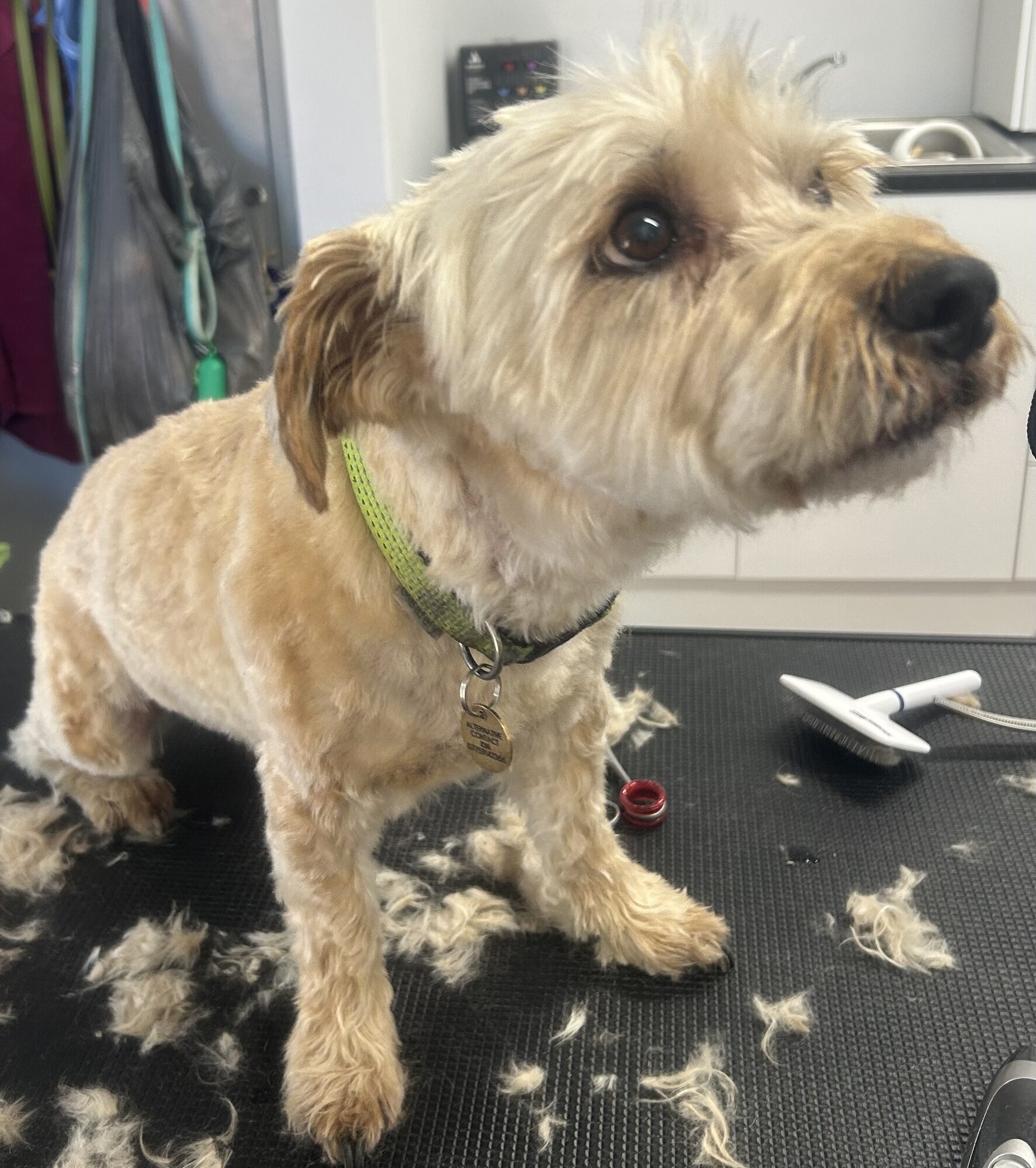 Images Me and My Dog