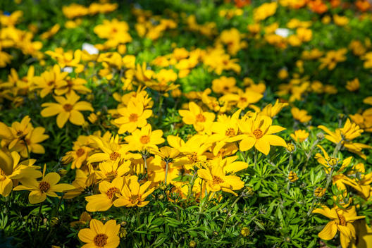 Images Azienda Agricola Florovivaista Toscogarden