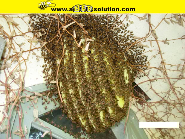 Images A Bee Solution