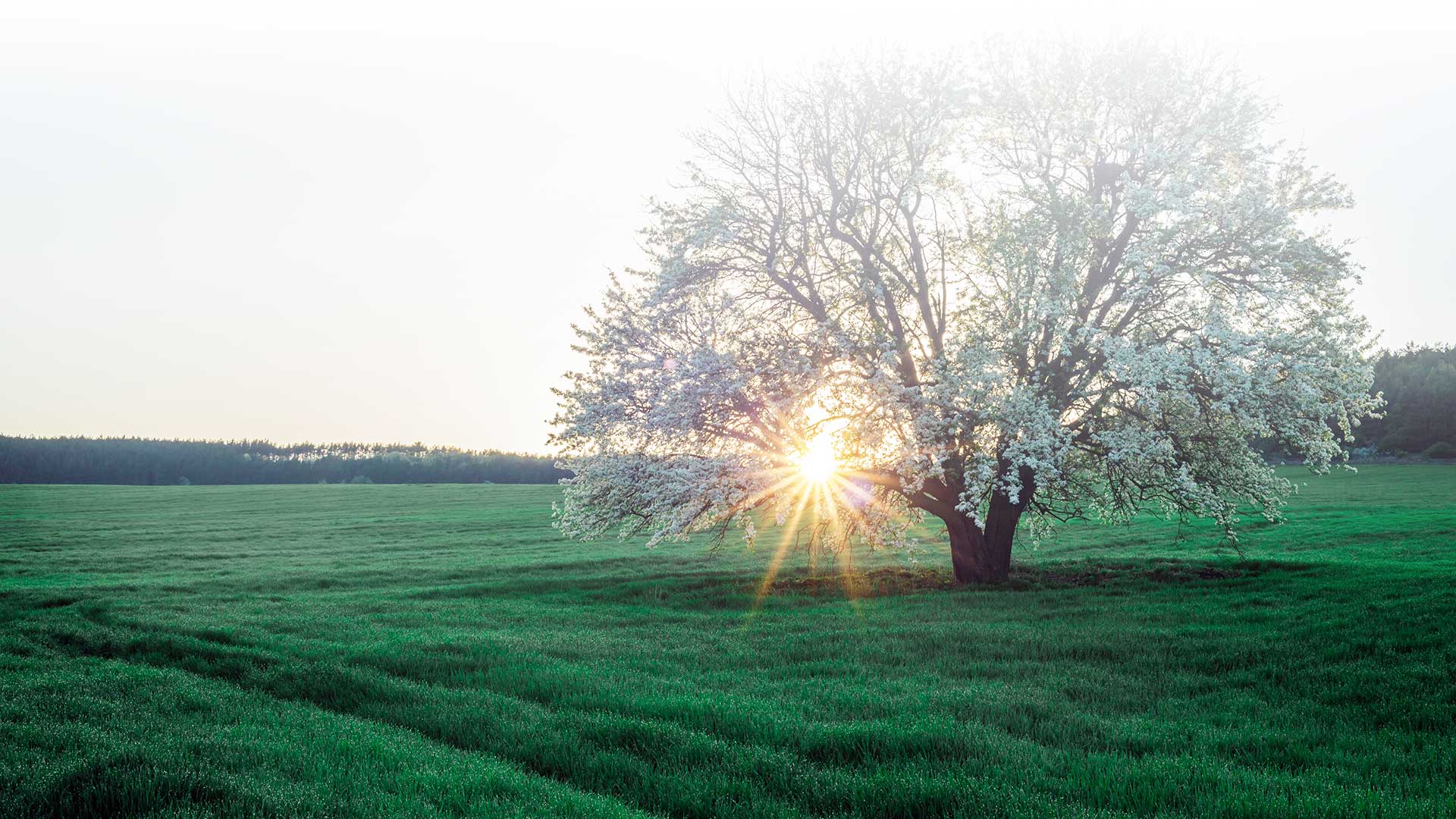 Michaela Koch Steuerberaterin, Kathenkoppel 18 in Dätgen