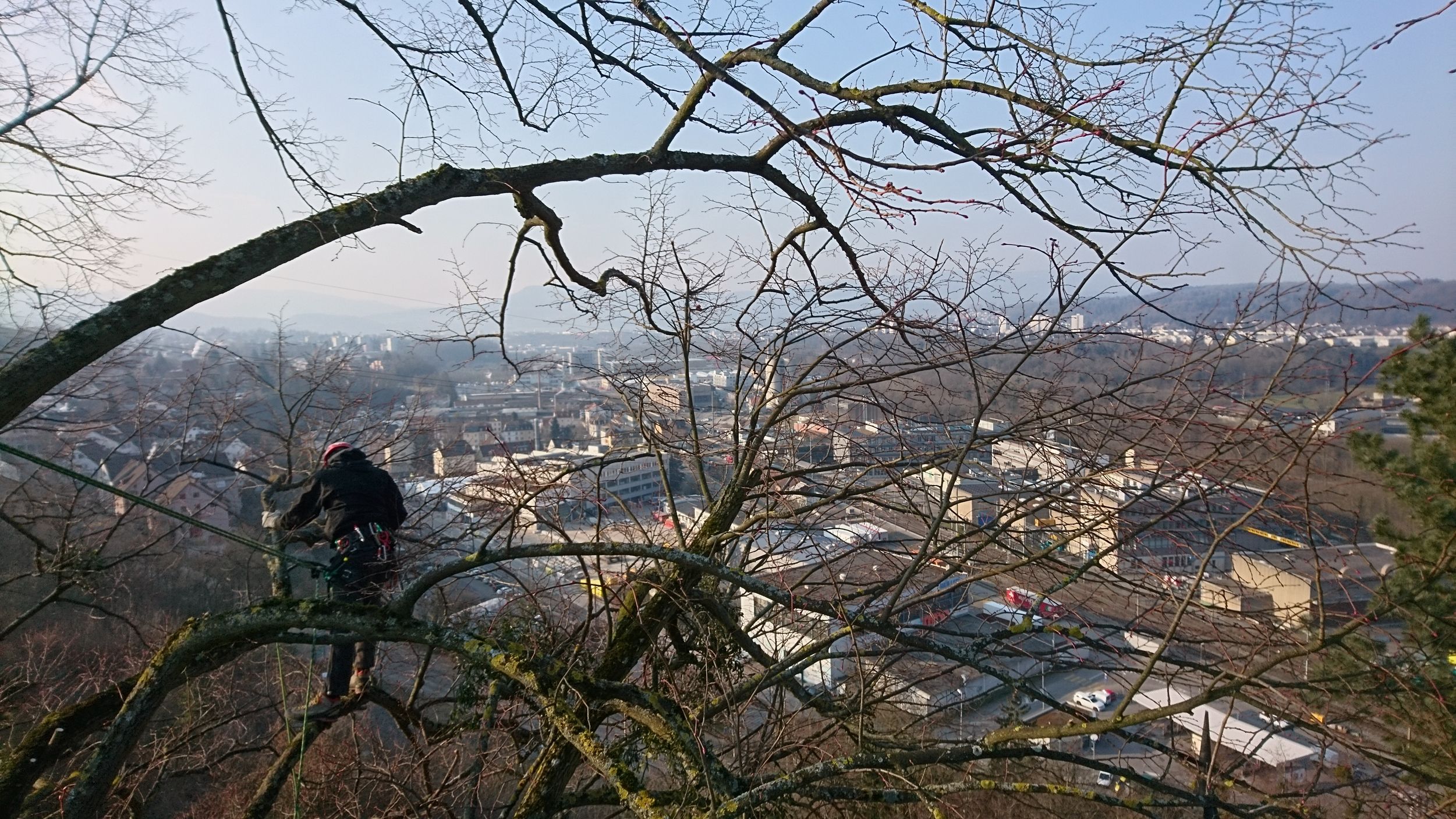 Bilder Baummaa Baumpflege GmbH