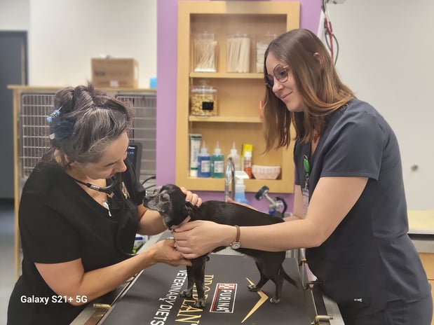 Images EVE Pet Hospital