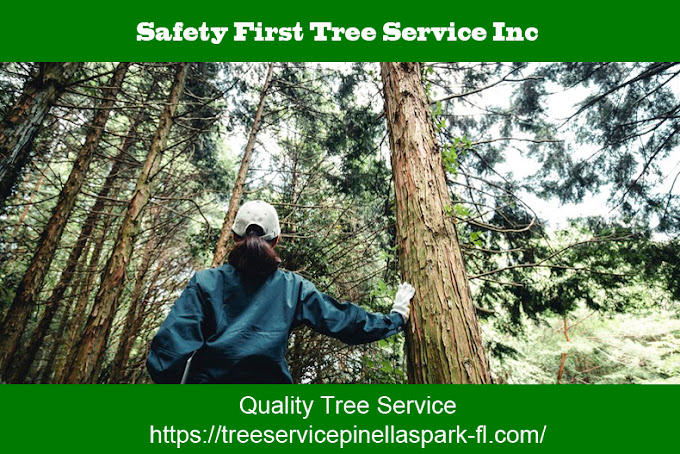 Images Safety First Tree Services