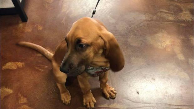 Images The Good Dog Shoppe