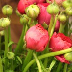 Schnitt blumen pinke tulpen - Blütenkorb München