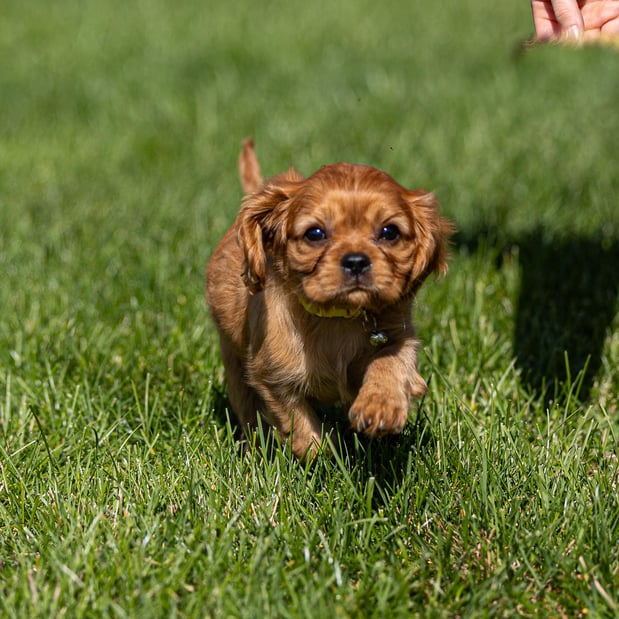 Images Judy's Cavaliers