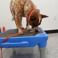 Images Paragon Pups LLC