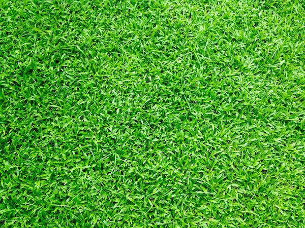 Images Artificial Grass by Design LLC