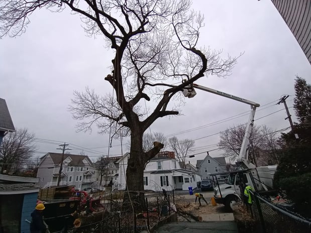 Images Wilson Tree & Landscaping Service