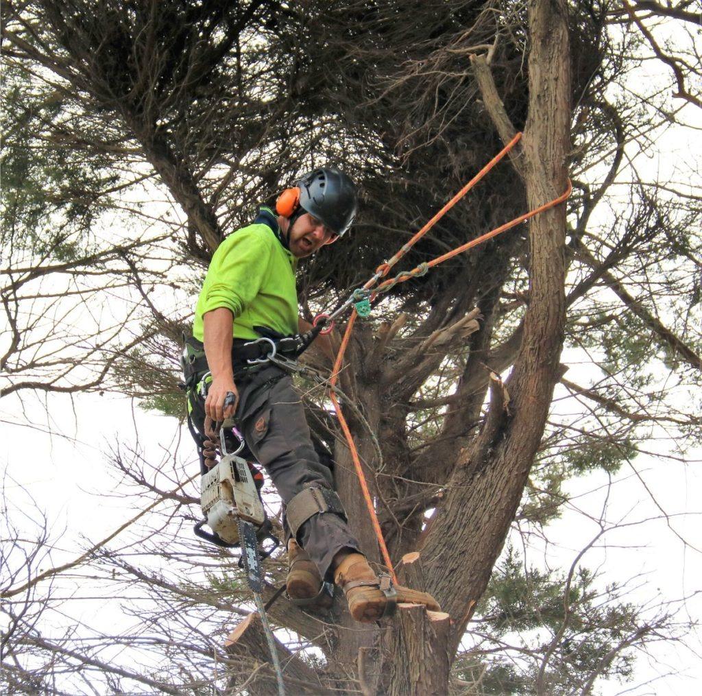 Images Redback Tree Services Greensborough