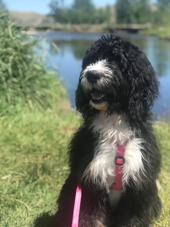 Images Door to Door Pet Delivery