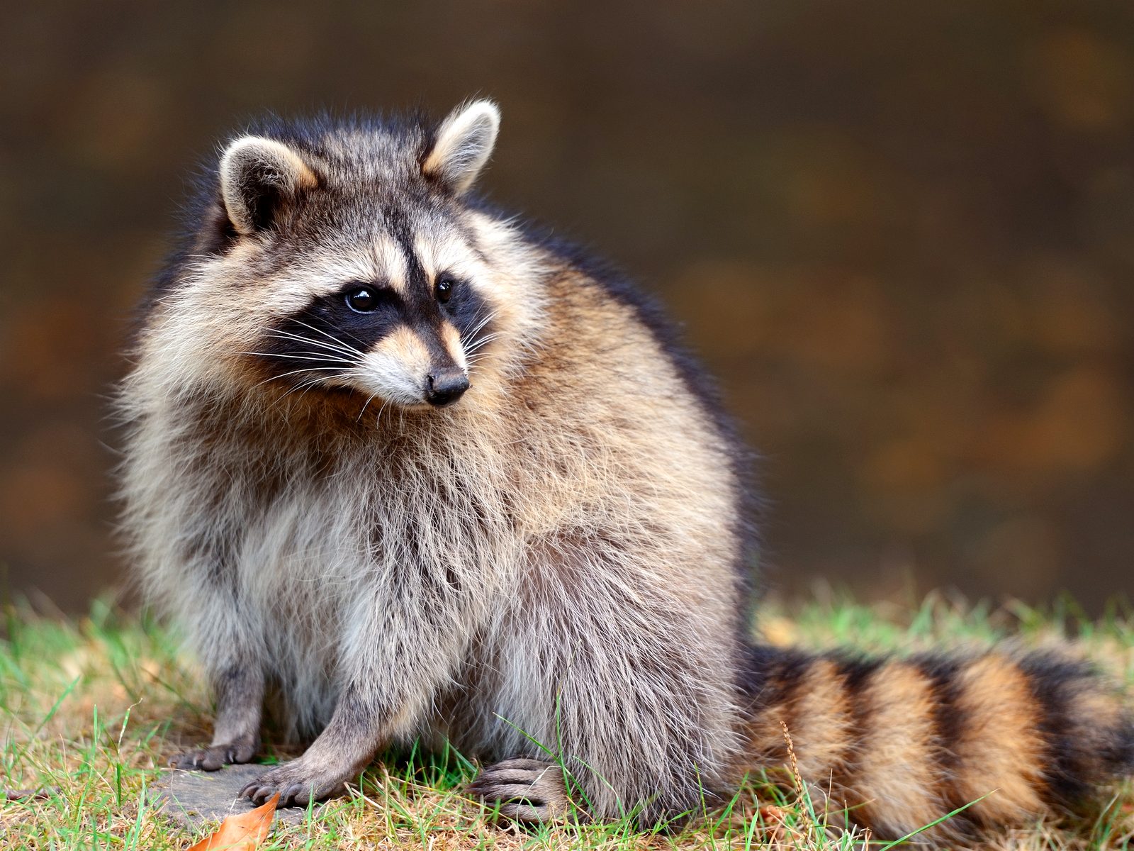 Whitmore Pest and Wildlife Control