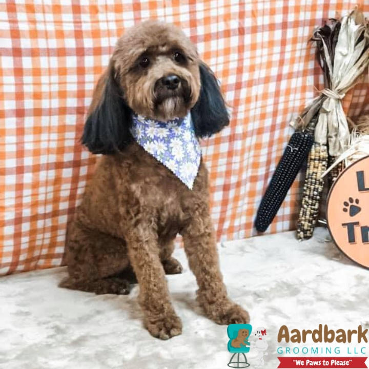 Aardbark Grooming Photo