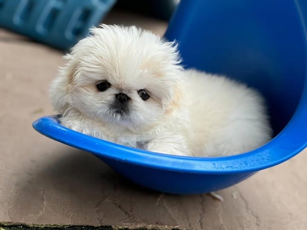 Images Puppies For Sale