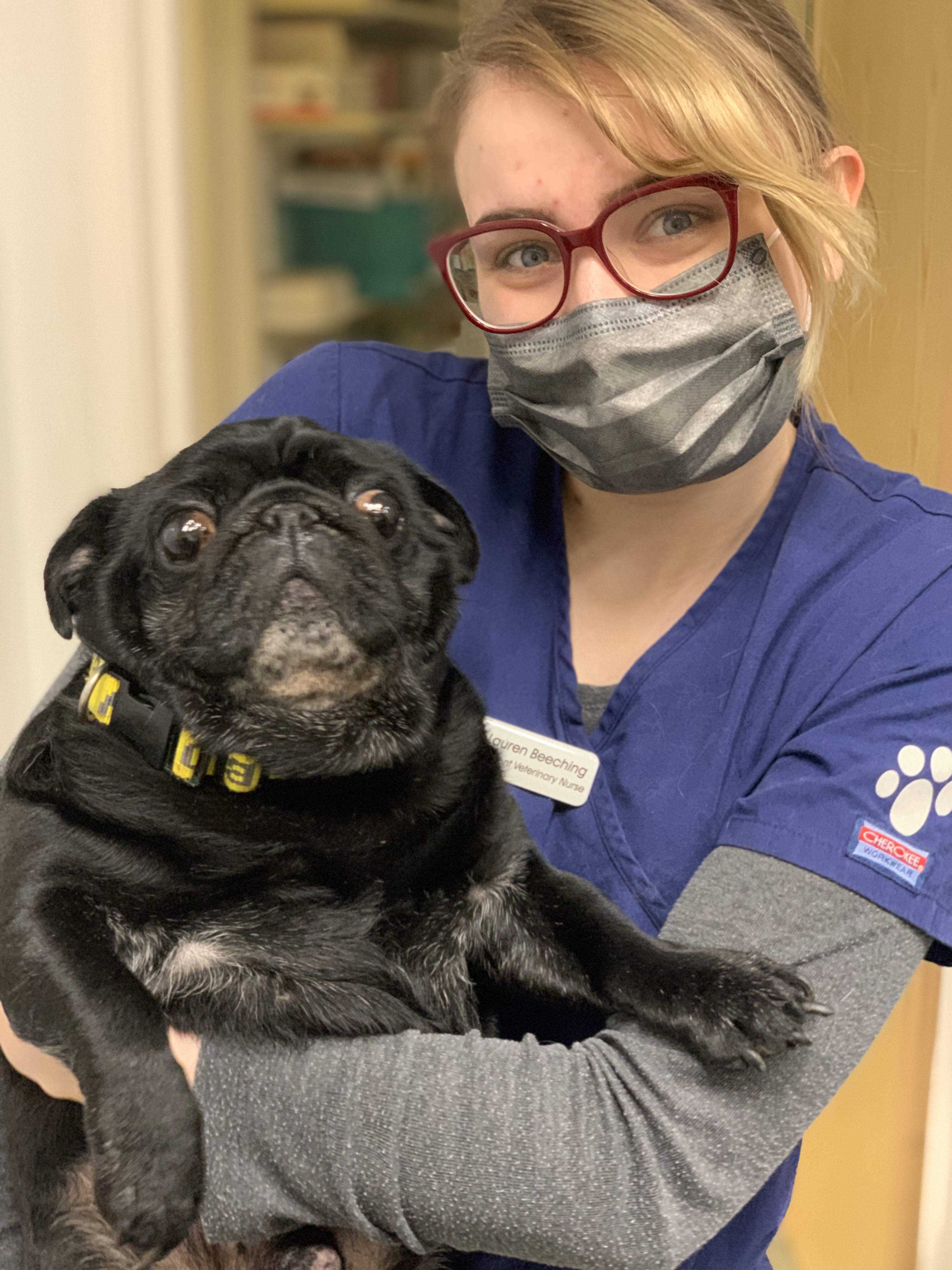Images Streatham Hill Veterinary Surgery