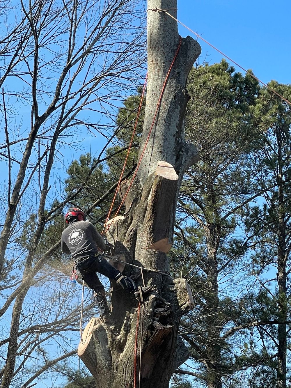 An expert climber performs technical tree removal, carefully sectioning a large trunk while suspended by safety rigging. This precision work ensures a controlled and safe removal in a residential area.
