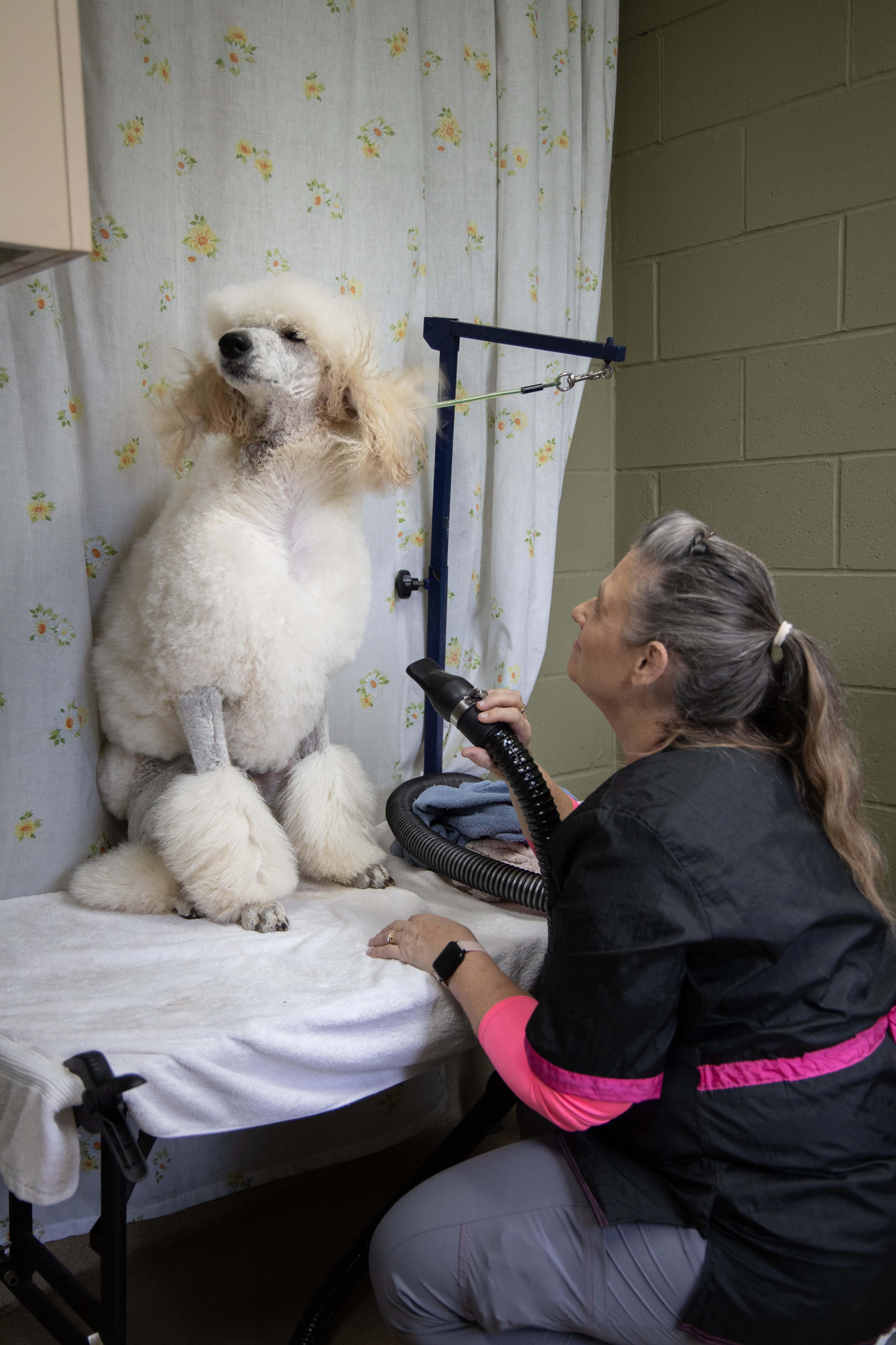 We offer complete professional grooming for all breeds of dogs and cats at our clinic. Certain breeds—especially those with long hair that mats easily—may need assistance keeping themselves clean. Animals that are older or have physical disabilities may also benefit from our grooming services.