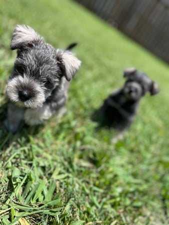 Images Pint Sized Pet Care