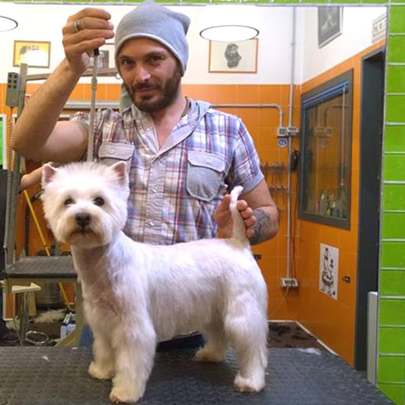 Images Toelettatura Salandra Francesco