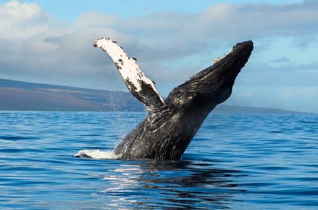 Images Ultimate Whale Watch & Snorkel