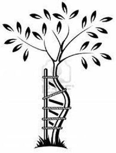 Images Sanitaria La Mimosa