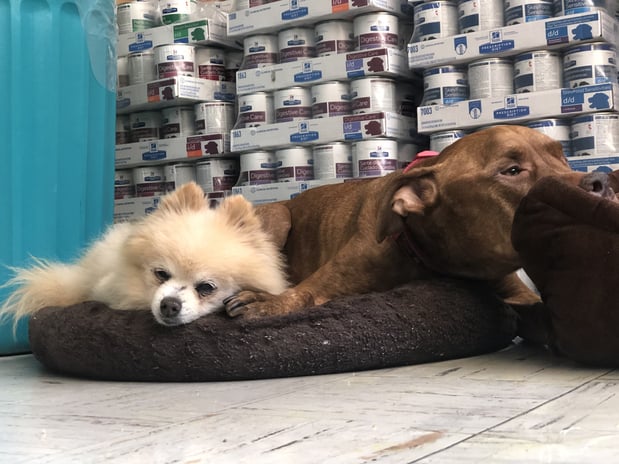 Images Melrose La Brea Animal Hospital