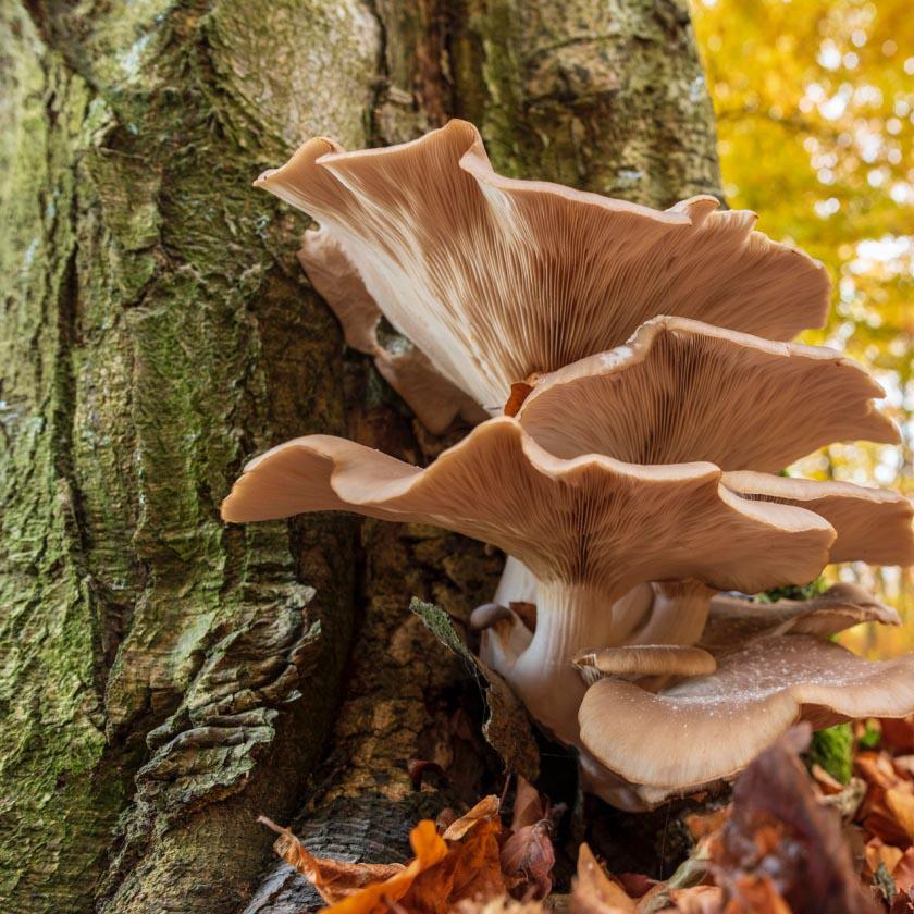 BULS Büro für Umwelt- & Landschaftsplanung Schmidt, Triftäckerstraße 47 in Hildesheim