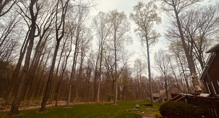 A wide-angle view of a wooded area with a house and deck in the foreground. The trees are tall and bare, with some showing new spring growth. The sky is overcast.