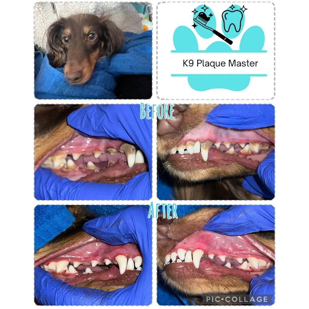 Images K9 Plaque Master Inc.