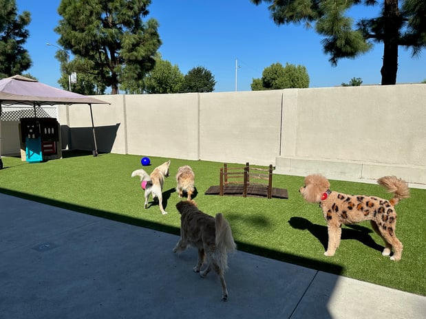 Images VCA La Mirada Animal Hospital