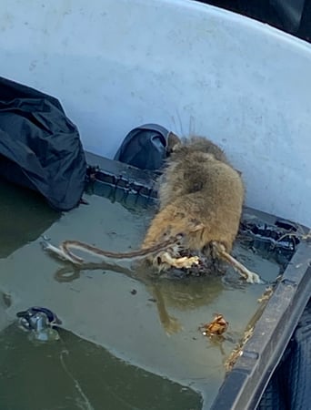 Images All-Pro Pest Control