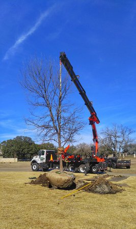 Images Superior Services Tree Care