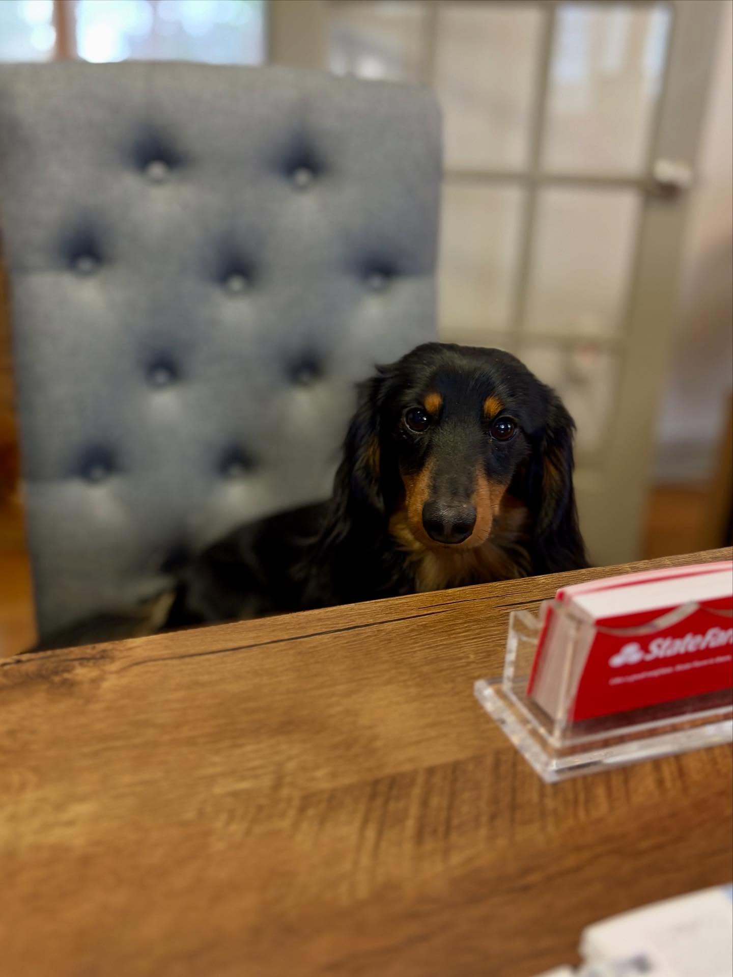 Even the best sitters need insurance coverage!