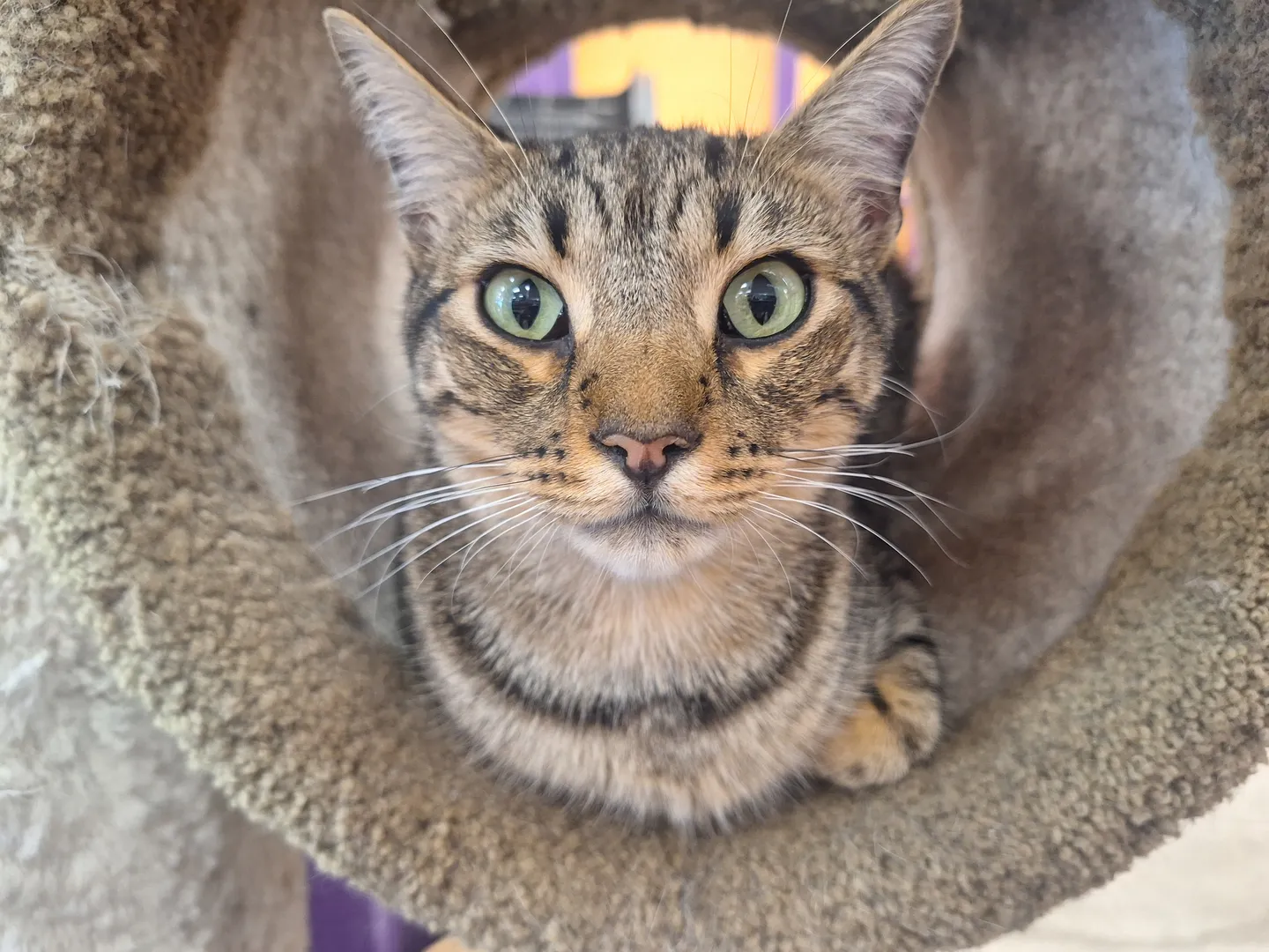 Image of Local Pet Event Adoption Day at Boofy's Kat Kastle Suites (Cutler store) Nearby