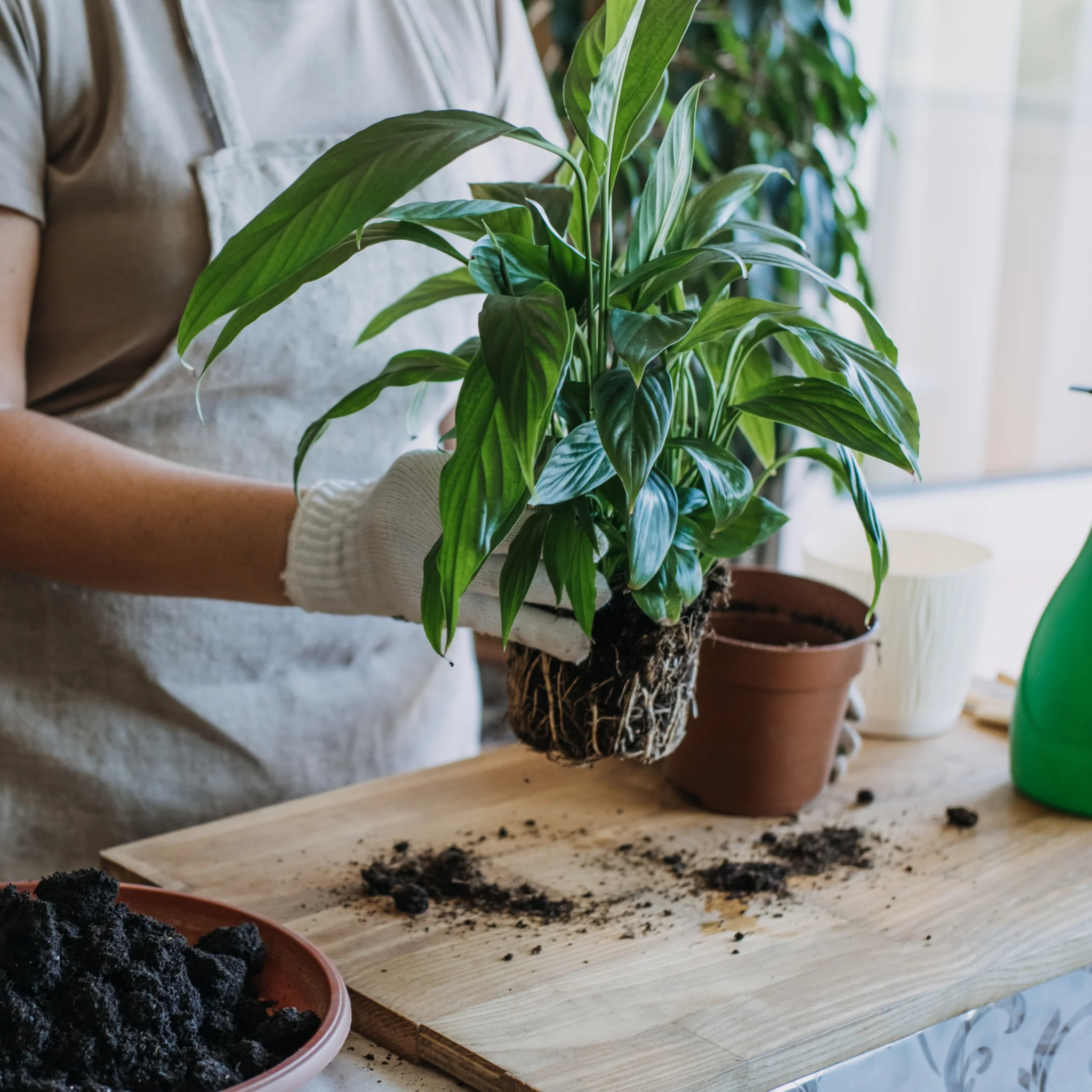 Keep your houseplants thriving with Ritter's repotting service, premium soil, pot guidance and root  