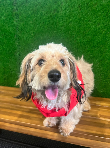Call our team to make your insurance experience woof-while!