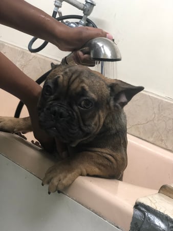 Images Melrose La Brea Animal Hospital