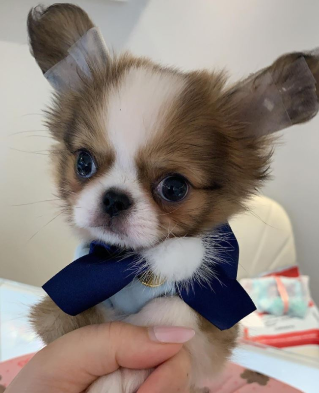 Images Romeo e Giulietta - Luxury Dogs Boutique