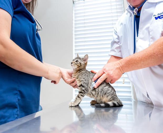 Images VCA Henderson Pass Animal Hospital
