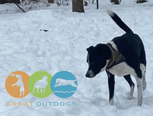 Images Great Outdogs